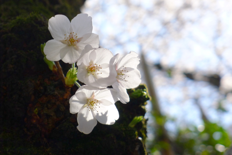 桜の名所 しだれ桜が見頃の乃木神社に参拝 隣接する乃木公園もおすすめ 港区 すきなものたち