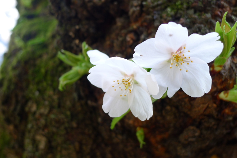 桜の名所 しだれ桜が見頃の乃木神社に参拝 隣接する乃木公園もおすすめ 港区 すきなものたち